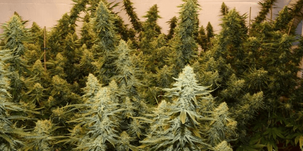 High Octane cannabis plant growing strong inside a grow tent, with lush green leaves and sturdy branches.
