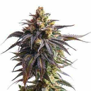 ILGM Success strain