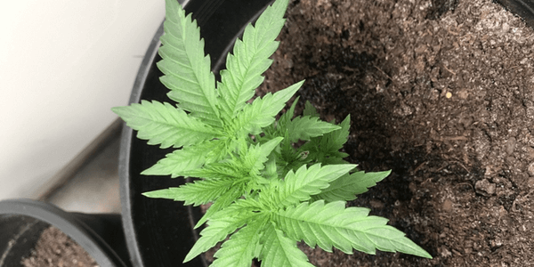 Indica marijuana plant