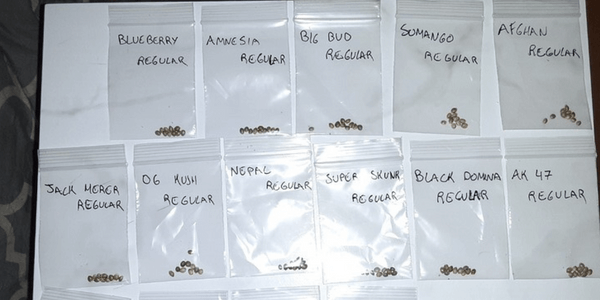 Marijuana seeds in different packages
