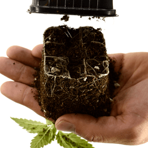 Marijuana transplanting step 2