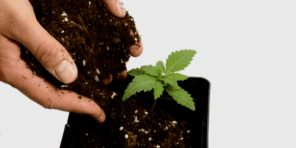 Marijuana transplanting step 3