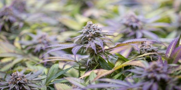 Multiple medical marijuana harvest
