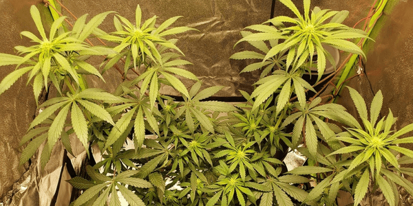 Sativa marijuana plant