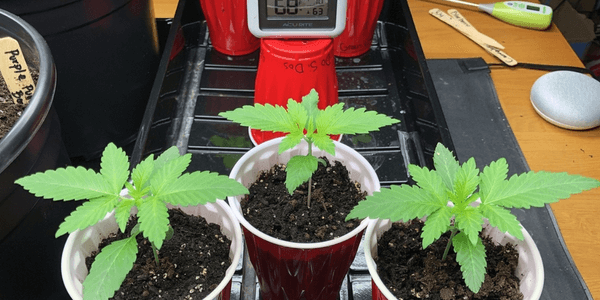 Transplanting marijuana plants outdoors