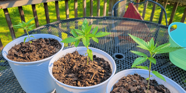 Transplanting marijuana plants outdoors