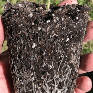 Transplanting two week old marijuana plants