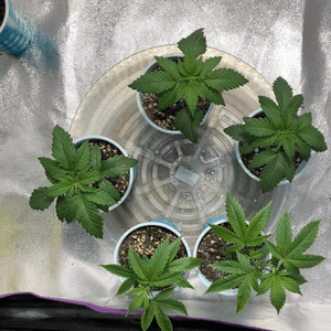 Transplanting two week old marijuana plants