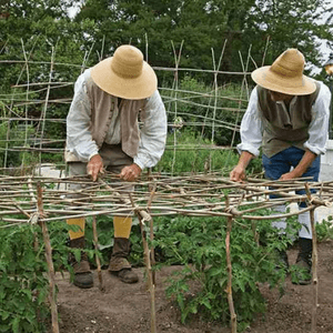 Trellising outdoors