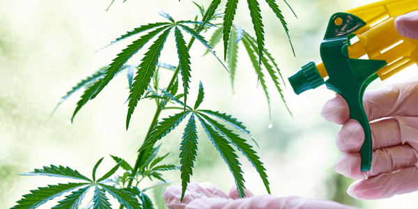 Watering marijuana plant