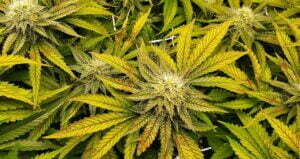 brown spots on cannabis plant leaves