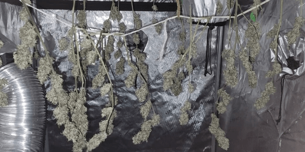 Drying cannabis buds