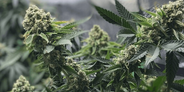 Good quality cannabis strains