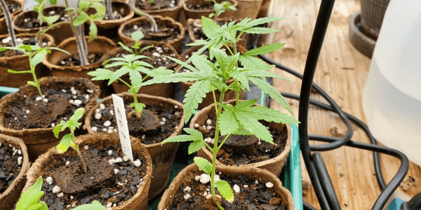 Hybrid marijuana plant