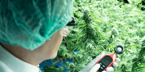 Measuring humidity for marijuana plants