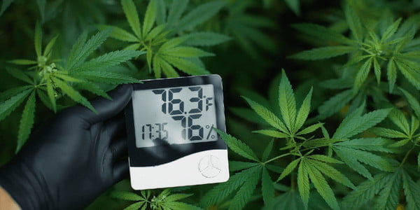 measuring temperature for marijuana plants