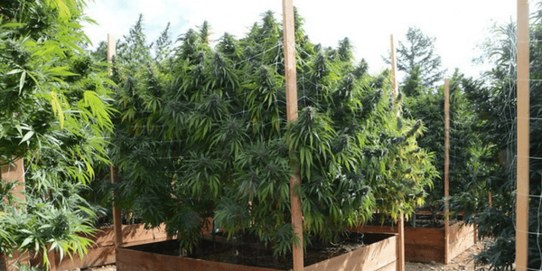 trellising cannabis outdoors