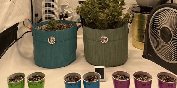 Cupboard marijuana growing