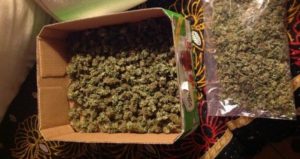 Drying marijuana buds without hanging