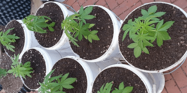 Growing marijuana outdoors
