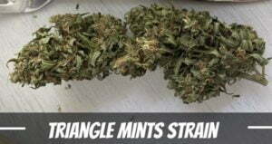 Triangle Mints Strain