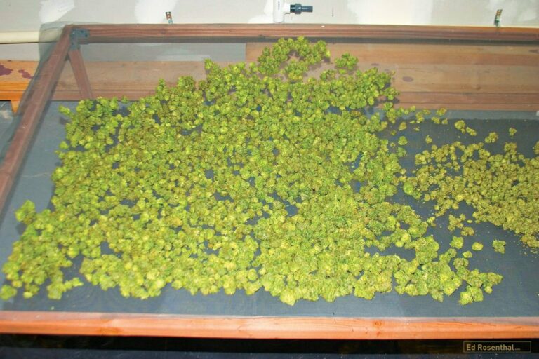 How to dry marijuana buds without hanging them on a rack