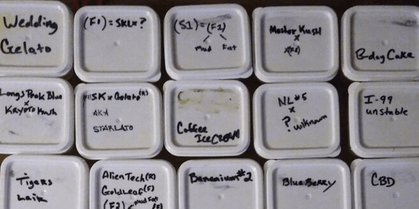 Storing marijuana seeds safely