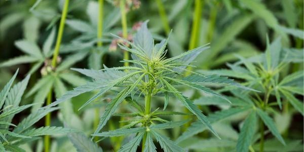 Autoflower marijuana small plant