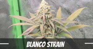 Blanco cannabis Strain