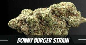 donny burger marijuana strain