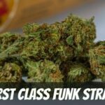 first class funk marijuana strain review
