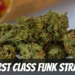 first class funk marijuana strain review