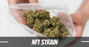 NF1 Marijuana Strain review and info