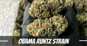obama runtz cannabis strain info