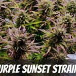 Purple Sunset Cannabis Strain