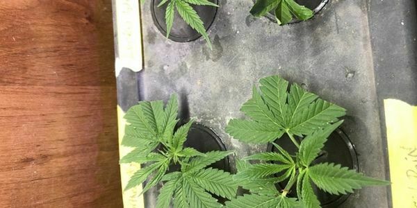 Cloning marijuana