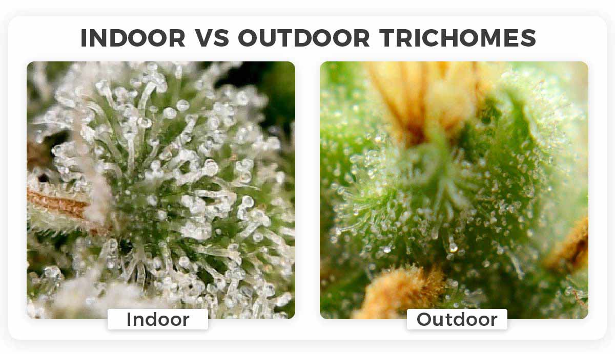 The difference in trichome density for outdoor vs indoor grown weed plants