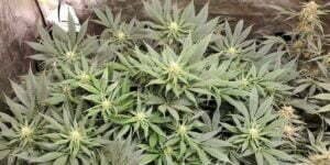 Auto marijuana plant