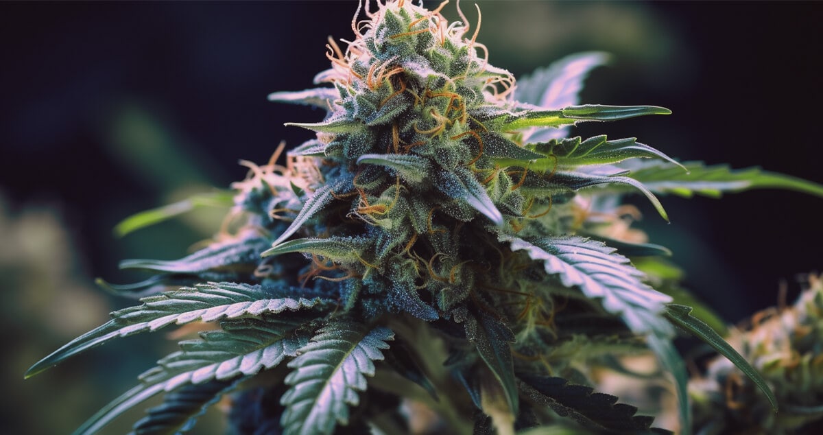 A healthy Gumbo weed plant growing strong, with fresh green leaves and dense buds that show off the strain’s rich, flavorful genetics.