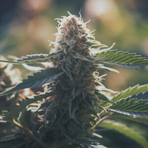 Marshmallow OG strain