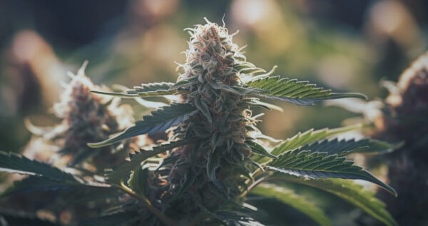 Marshmallow OG strain