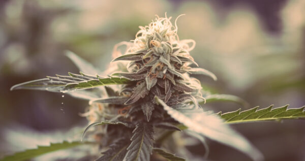 Melonade strain