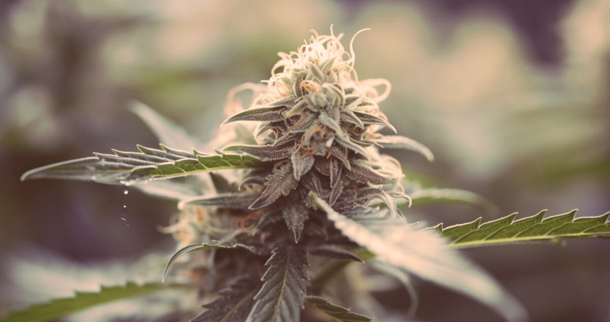 Melonade strain