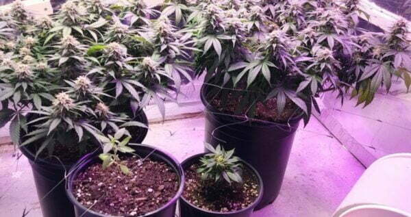 Best soil for growing autoflower marijuana plants