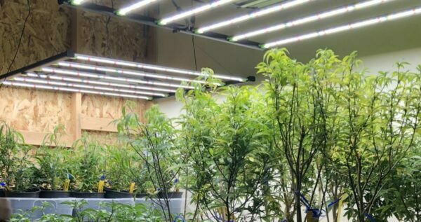 Growing autoflowering cannabis by following the best grow light schedule