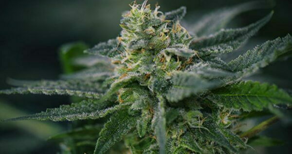 Legend OG strain