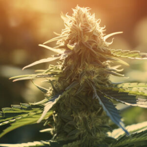 Banana Runtz cannabis plant growing outdoors, looking fresh and full with bright green leaves and strong natural growth