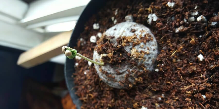 Marijuanas Seeds For Sale In Florida