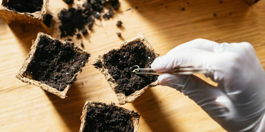 Marijuanas Seeds For Fale In Florida