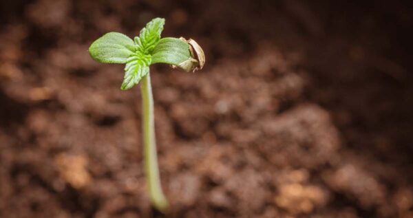 how to germinate autoflowering cannabis seeds
